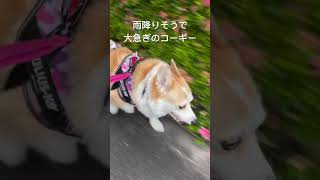 今朝のお散歩。帰ったらすぐザーザー降り始めたよ☔️ギリギリセーフ😆#corgi  #コーギー #犬散歩