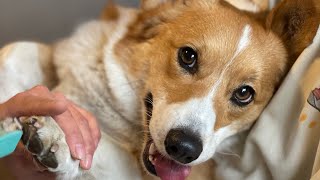 ナイスキャッチ！フリスビー大好きコーギー🥏Corgi is playing frisbee🐶#shorts