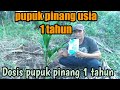 Dosis pupuk pinang usia 1 tahun - 18 September 2021