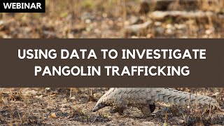 Webinar: Using Data to Investigate Pangolin Trafficking