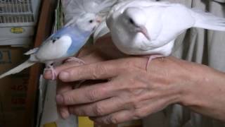 おもしろ動画　鳩の背中に乗るインコ