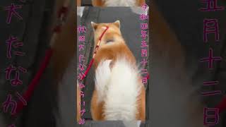 【秋田犬】たなかひらいづみ【2022年5月12日あさんぽ】