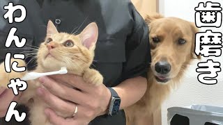 歯磨きをするお利口な愛犬と子猫がこちらです