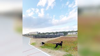 激走する柴犬とラブラドール【本日のお散歩・2022年11月6日】