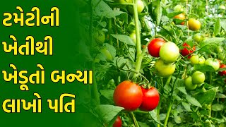 ટમેટાની ખેતી || ટામેટાની ખેતીની માહિતી || ટમેટીની ખેતીમાં ધ્યાન રાખવાની બાબતો || Tameti Ni Kheti