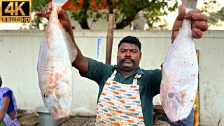 KASIMEDU 🔥 SPEED SELVAM | LEATHER JACKET FISH CUTTING | 4K VIDEO | IN KASIMEDU | FF CUTTING 🐬🔪🦈