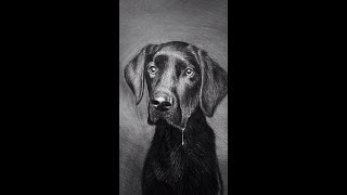 Dibuja este perrito! IG @SIR.PINO realismo sirpino lapiz dibujo tutorial fyp dibujos arte dogs anim