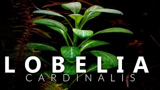 Lobelia Cardinalis Aquarium Plant