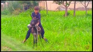 A Boy On Donkey|Donkey Riding|Male And Female Donkey Mating|Donkey Mating With Boy