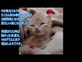 体重がほとんど無く、餓死しそうになっていた子猫。保護してくれた「お母さん」の肩乗りが大好きに。