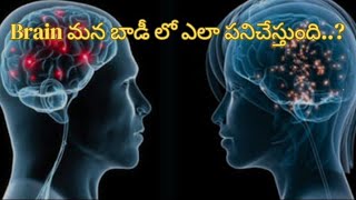 Brain ఏ విధం గా body లో పనిచేస్తుంది..? ⚡intresting facts about brain⚡|#brain #Facts_universe_Telugu