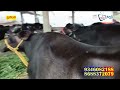 ఆంధ్ర లో 3 గేదెలు కొన్న రైతు వాటి ధరలు 93460 82188 murrah buffaloes for sale in andhra cbnews