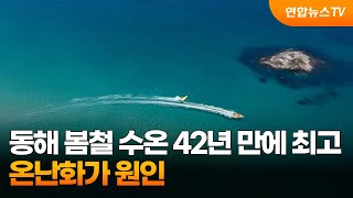 동해 봄철 수온 42년 만에 최고…온난화가 원인 / 연합뉴스TV (YonhapnewsTV)