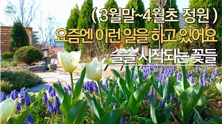 3월~4월 정원에서 할 일과 정원 풍경/드디어 시작되는 정원의 꽃들/정원가꾸기/봄정원 가꾸기