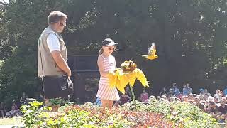 Family Birds: Ausschnitte der großen Flugshow im Weltvogelpark