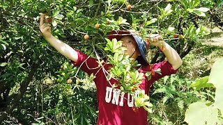 Mountain to pick arbutus, happy like a child, while eating while picking, satisfying