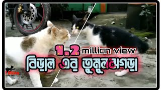 দুই বিড়ালের তুমুলঝগড়া | A fierce fight between two cats | Cats Fight | দুই বিড়ালের তুমুলযুদ্ধ