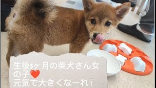 健康診断に来院！元気な3ヶ月柴犬女の子ワンちゃん