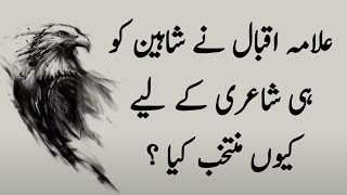 Why Allama Iqbal Choosed Eagle/Sheen For His Poetry | 5 Qualities of Eagle