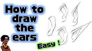 How to draw the ears (front and back view)