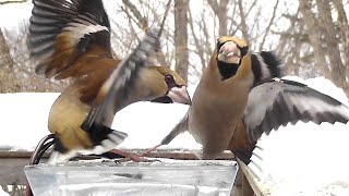 シメのオスとメスの氷上ダンス！！笑 (2022/02/17 八ヶ岳本日のかわいいお客さま速報)