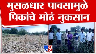 Buldhana Rain Loss | मोताळा तालुक्यात वादळी वाऱ्यासह पाऊस, पिकांचे मोठं नुकसान | tv9 marathi