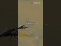 How Water Striders Walk on Water!  #facts #science #explore #shorts