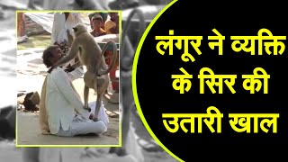 लंगूर ने उधेड़ दी व्यक्ति के सिर की खाल, SOCIAL MEDIA पर VIDEO हुआ VIRAL