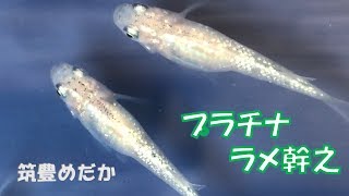 【筑豊めだか】プラチナラメ幹之