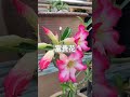 沙漠玫瑰开花季节 adenium blooming season desert rose blooming season 沙漠玫瑰开花季节什么时候