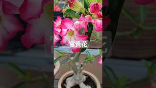 沙漠玫瑰开花季节 #adenium blooming season #desert rose blooming season #沙漠玫瑰开花季节什么时候