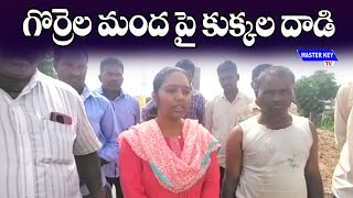 గొర్రెల మంద పై కుక్కల దాడి | Dogs Attacked on flock of Sheep | Manchiryala district | MKTv