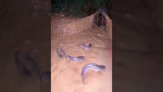 Incredible fish trap , Amazing Underground Bamboo Trap To catch fish #shorts