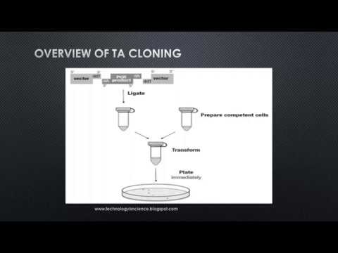 What is TA cloning explain its steps?