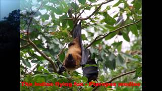 Sri Lankan Fruit bats