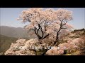 高知県仁淀川町のひょうたん桜が満開 2014年　（fhd）