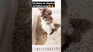 Cats dancing on Jhoome  Jo Pathan song, 😍😍🔥🔥😻😻#shorts #cat