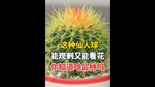 最喜欢的仙人球品种之一，能观刺又能看花 【科普达人Show】#生物鉴定 #科普 #动物 #植物 #大自然