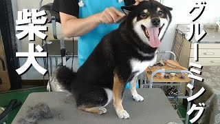 【トリミング】５倍速でわかる！柴犬のグルーミング【２４２時間目】　|　(5Xspeed)Grooming for Shiba Inu