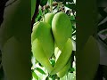 Green Mango//#shortsvideo #funny