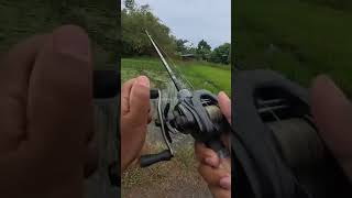 New Technique Fishing TR🆗️ #fishing #carp #catfish #ricefield