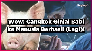 Wow! Cangkok Ginjal Babi ke Manusia Berhasil Lagi!