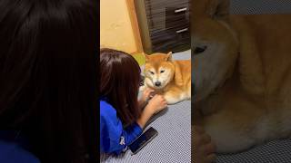 柴犬福 姉に絡まれてる時の柴犬🤣Sister and Shiba🤣#shorts #姉と柴 #funny #funnydog #dogshorts #shiba #시바견