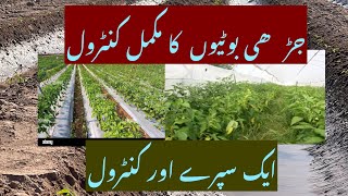 How to control weeds in Chilli crop| weed control in Chilli | جڑھی بوٹیو ں کا مکمل کنٹرول