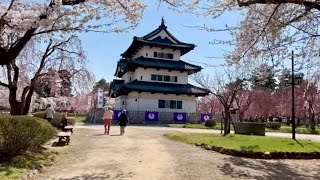 日本三大桜名所  弘前公園の桜(鷹揚公園、鷹揚園)・津軽富士(岩木山)