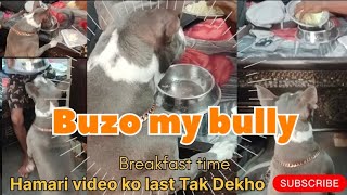 Buzo my bully breakfast time video //#buzo my bully #pet #vairl #viralvideo #subscribe #like #pet
