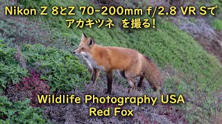 【アカキツネ】ロサンゼルスで野生動物撮影 Nikon Z 8で撮る！Wildlife Photography USA #nikon#z8 #redfox #キツネ#4k#z70200f2.8#野生動物