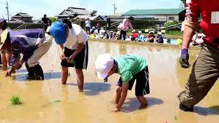 田植え体験（広報すずか2018年６月5日号8ページ2）