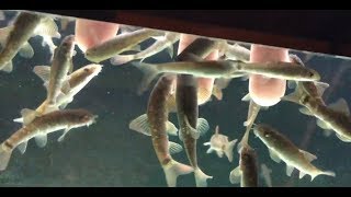 山梨県 『森の中水族館』(一部)