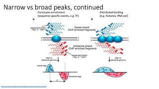 MCB 182 Lecture 8.9 - Narrow vs broad peaks, IDR